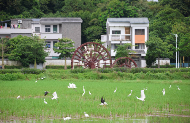 稻田、白鷺、村居……共同構(gòu)成一幅鄉(xiāng)村美景。 